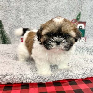 Shih Tzu puppy who will need senior dog care in many years