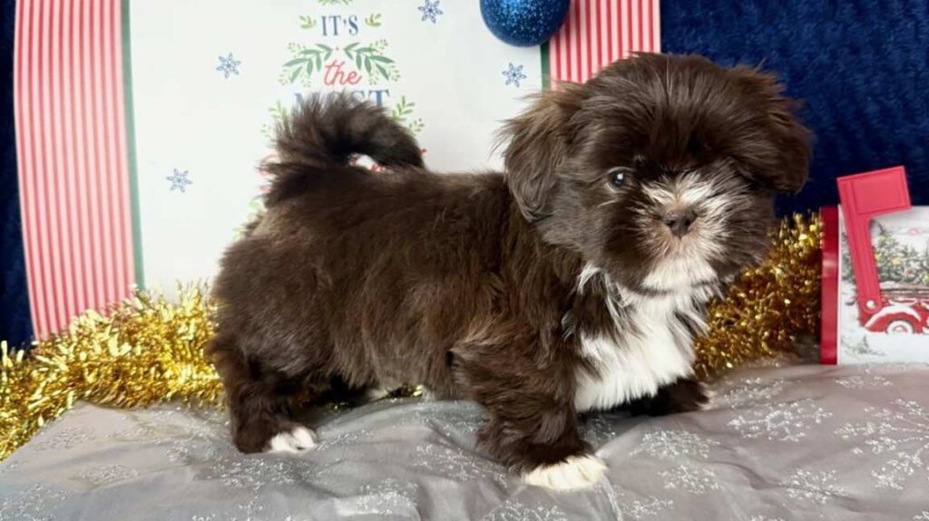 Brown and white Shih Tzu puppy standing on his four legs
