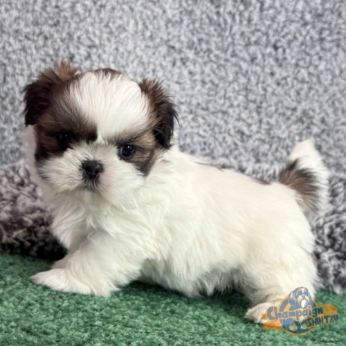 Shih Tzu Puppies - girl 2