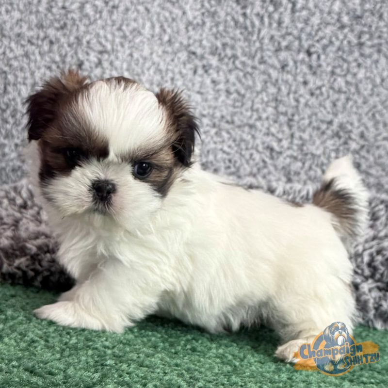 Shih Tzu Puppies - girl 2