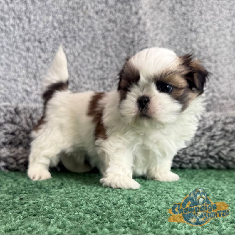 Shih Tzu Puppies - girl 3