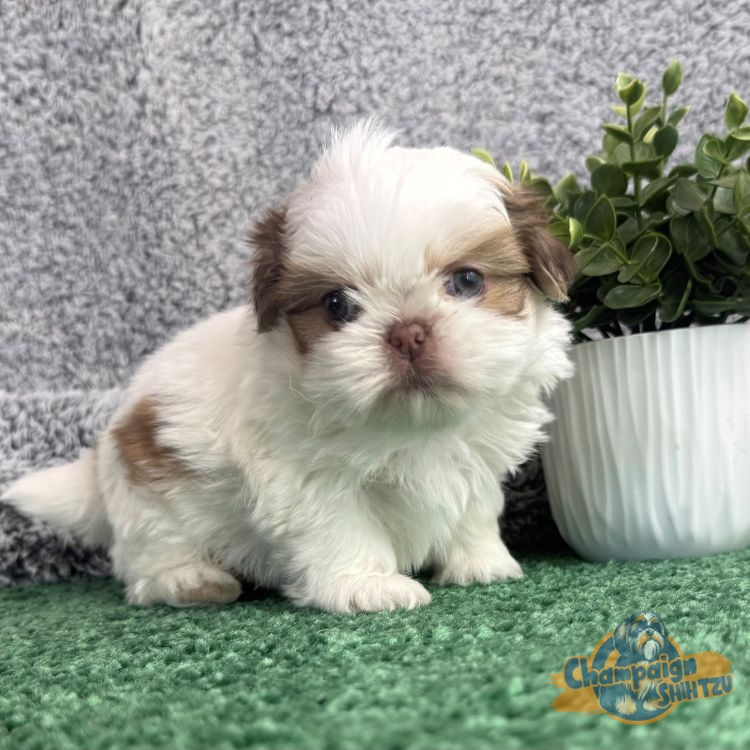 Shih Tzu Puppies - male 3