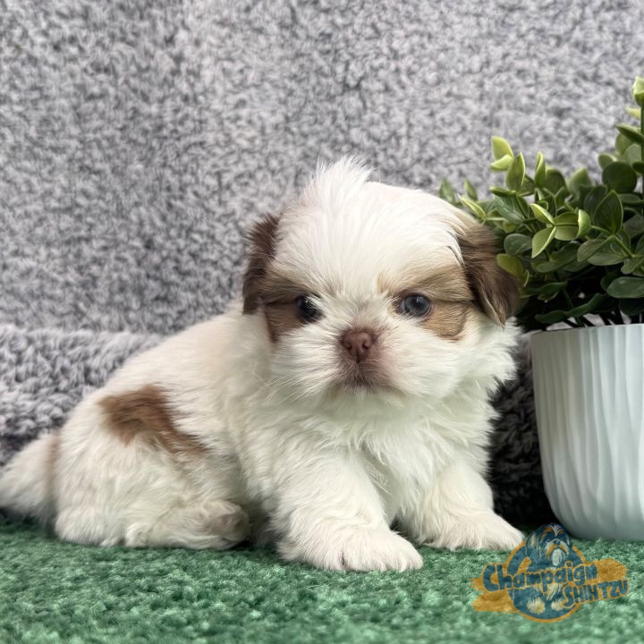 Shih Tzu Puppies - male 4