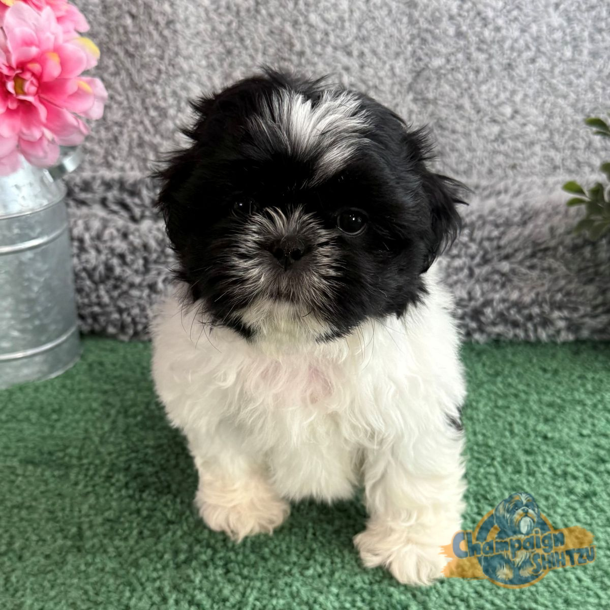 Shih Tzu Puppies - Casey 1 1