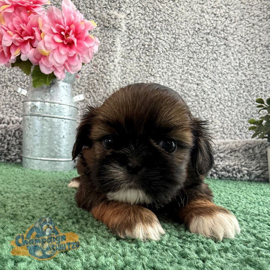 Shih Tzu Puppies - Jamin 1 1