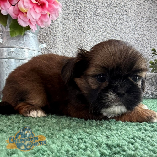 Shih Tzu Puppies - Jamin 2 1