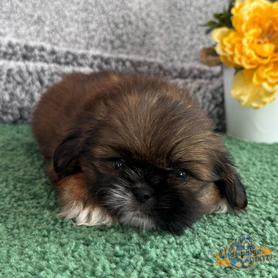 Shih Tzu Puppies - Jamin 2 2