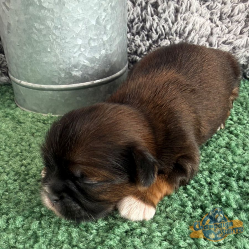 Shih Tzu Puppies - Jamin 3