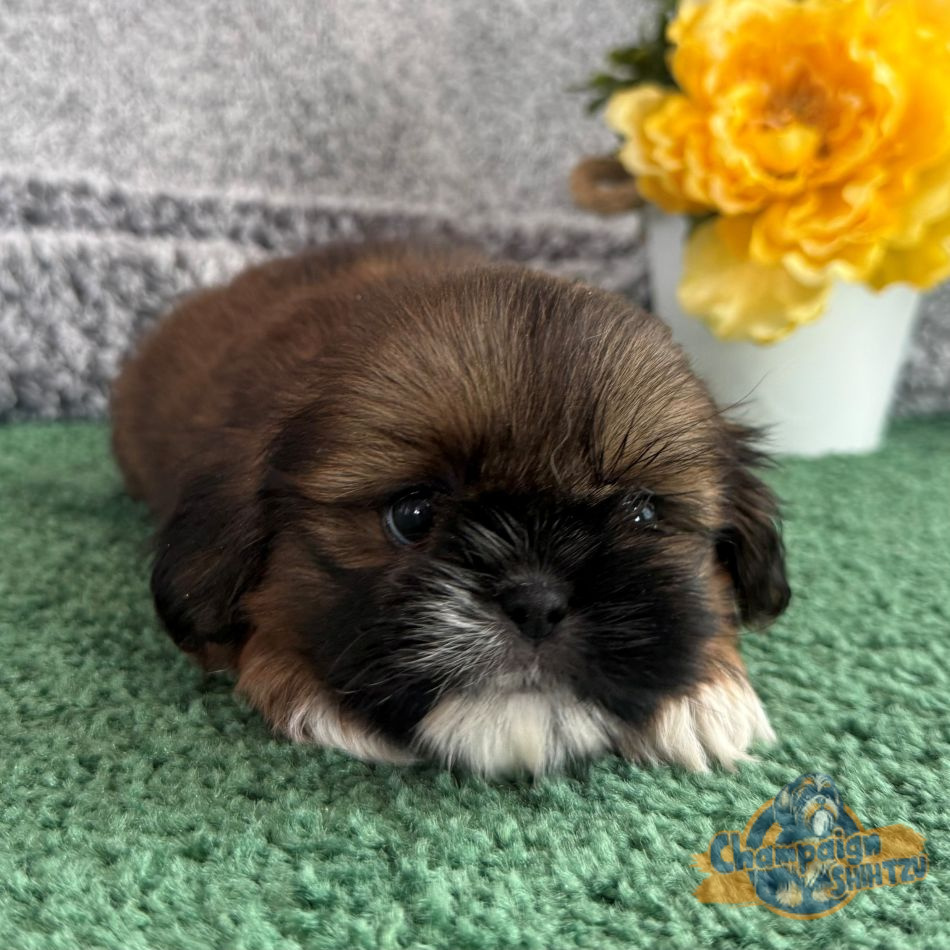 Shih Tzu Puppies - Jamin