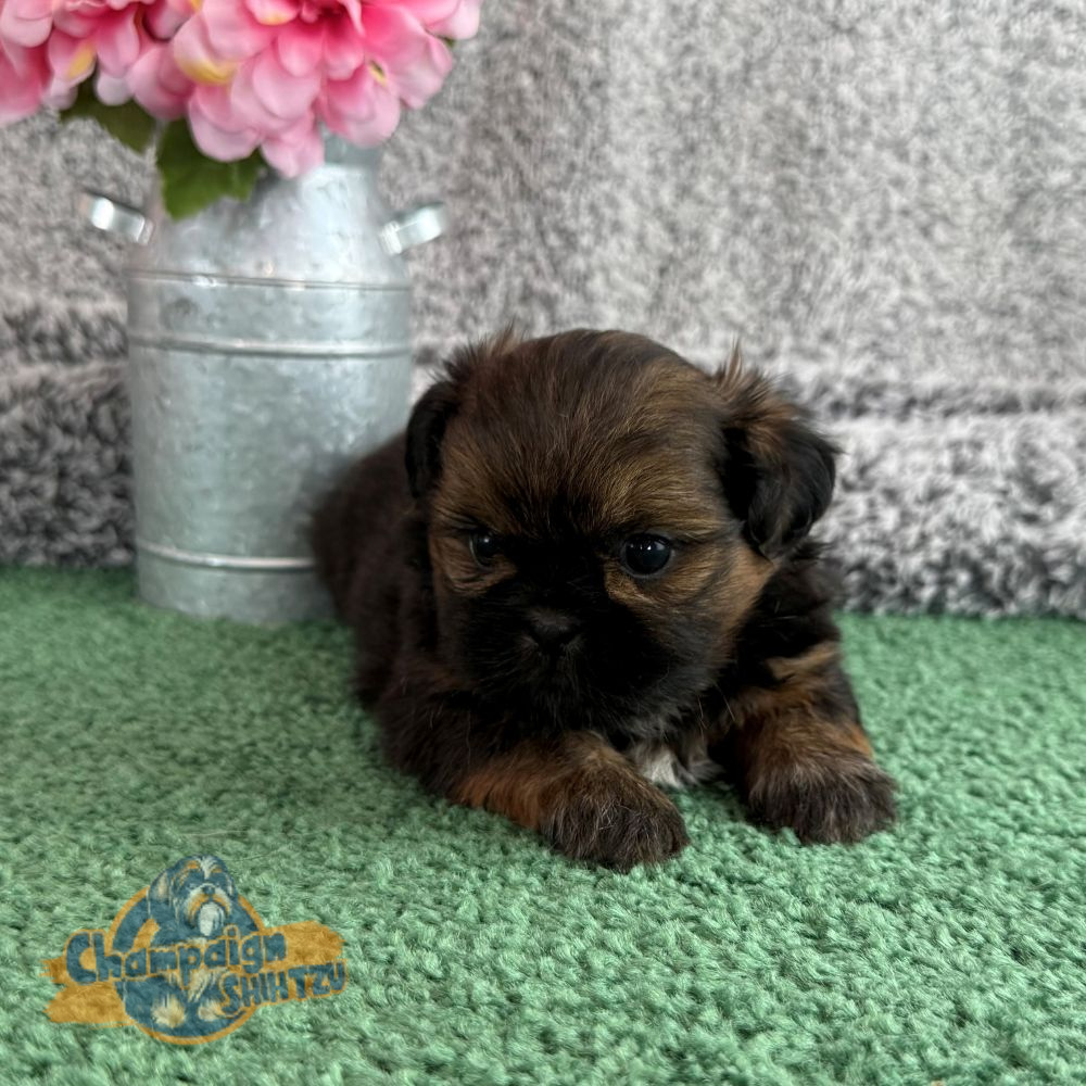 Shih Tzu Puppies - Jenny 1 1