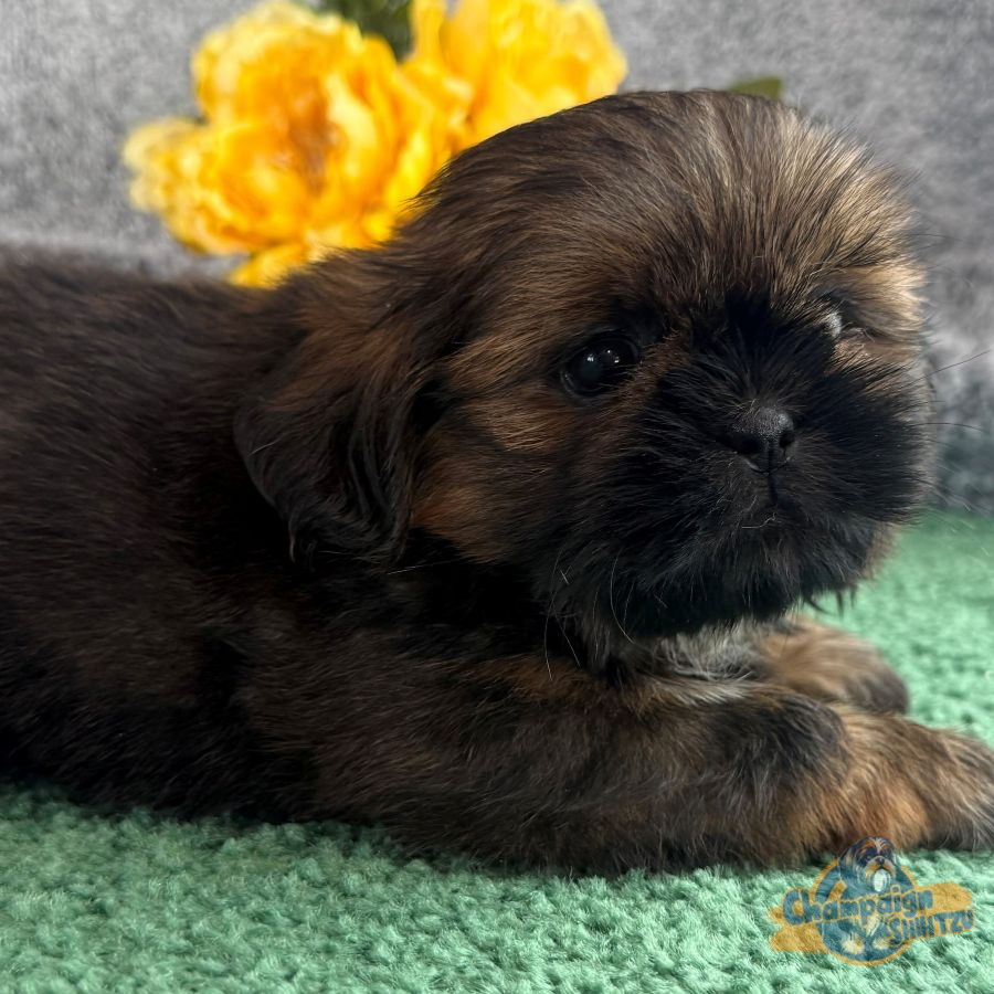 Shih Tzu Puppies - Jenny 2 2