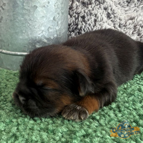 Shih Tzu Puppies - Jenny 3