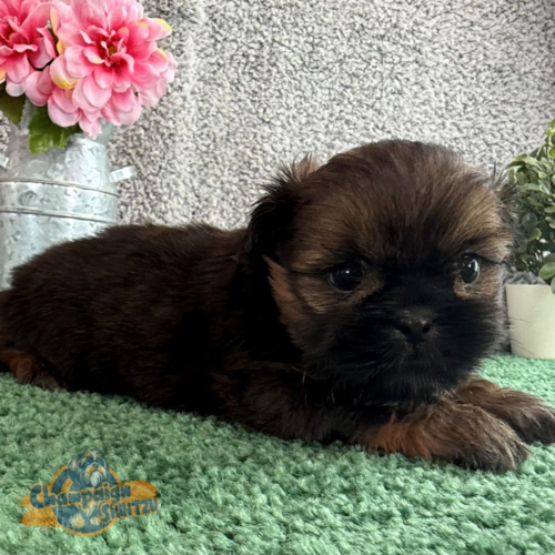 Shih Tzu Puppies - Jenny 4
