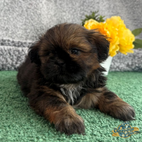 Shih Tzu Puppies - Jenny