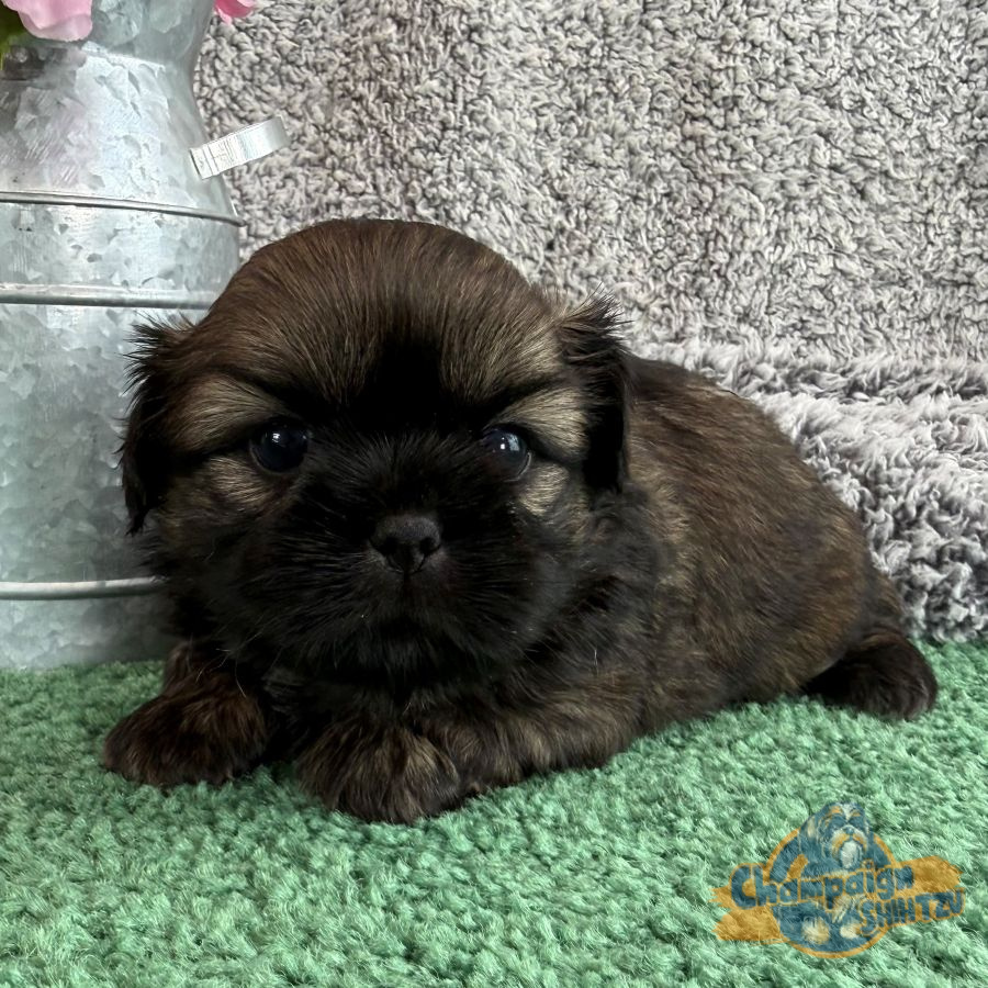 Shih Tzu Puppies - Shane 1 1