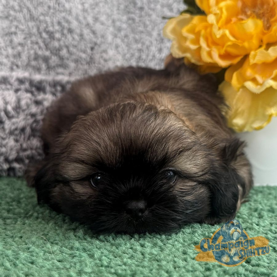 Shih Tzu Puppies - Shane 2 2