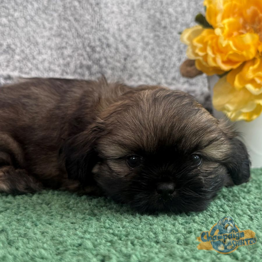 Shih Tzu Puppies - Shane