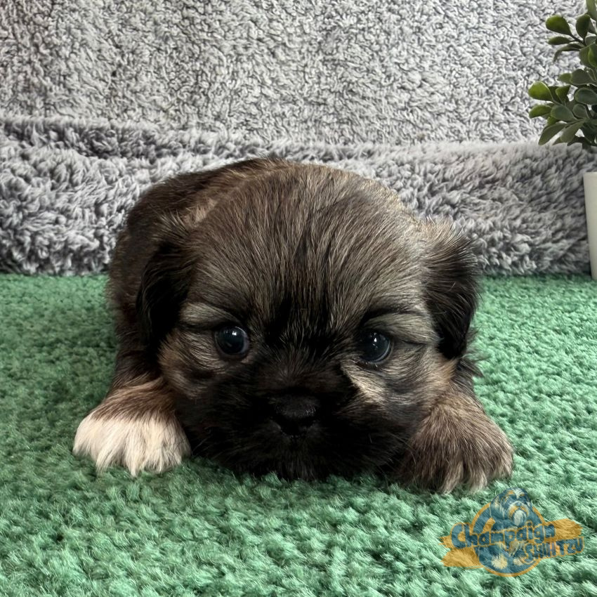 Shih Tzu Puppies - Spencer 1 1