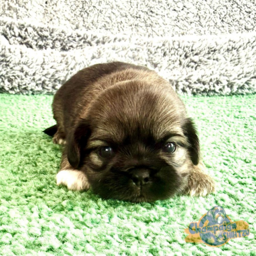 Shih Tzu Puppies - Spencer 1