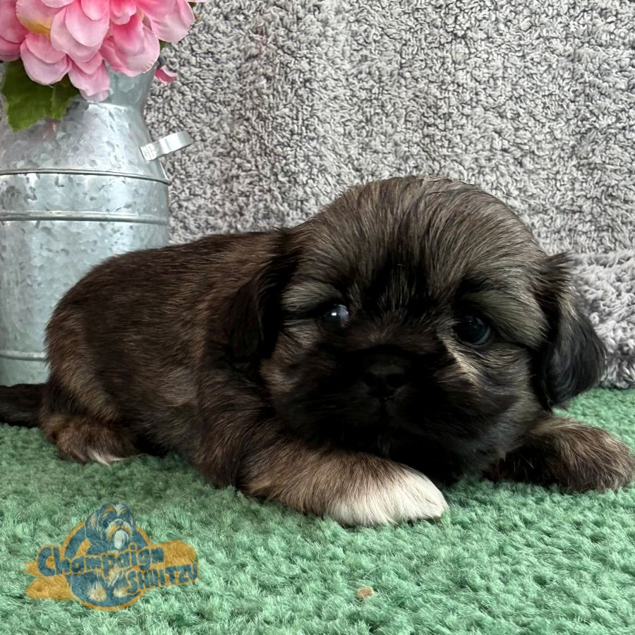 Shih Tzu Puppies - Spencer 2 1