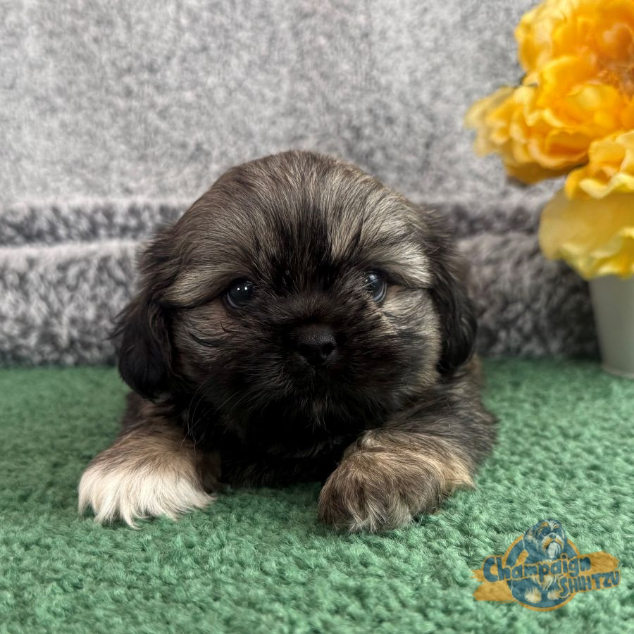 Shih Tzu Puppies - Spencer 2 2