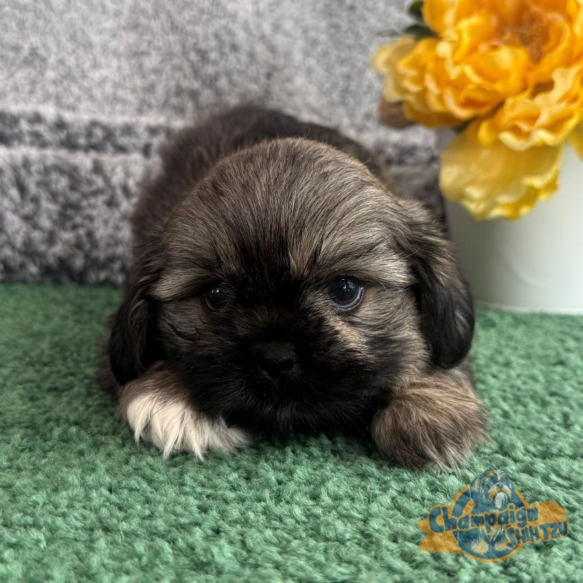 Shih Tzu Puppies - Spencer