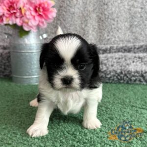 Black and white puppy sitting in front of a bouquet of pink flowers