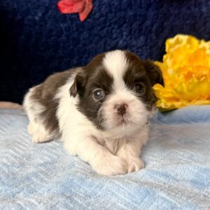 Shih Tzu puppy in front of a dark blue background with colored leaves