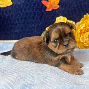 Relaxed Shih Tzu puppy who does not suffer from stress in dogs 