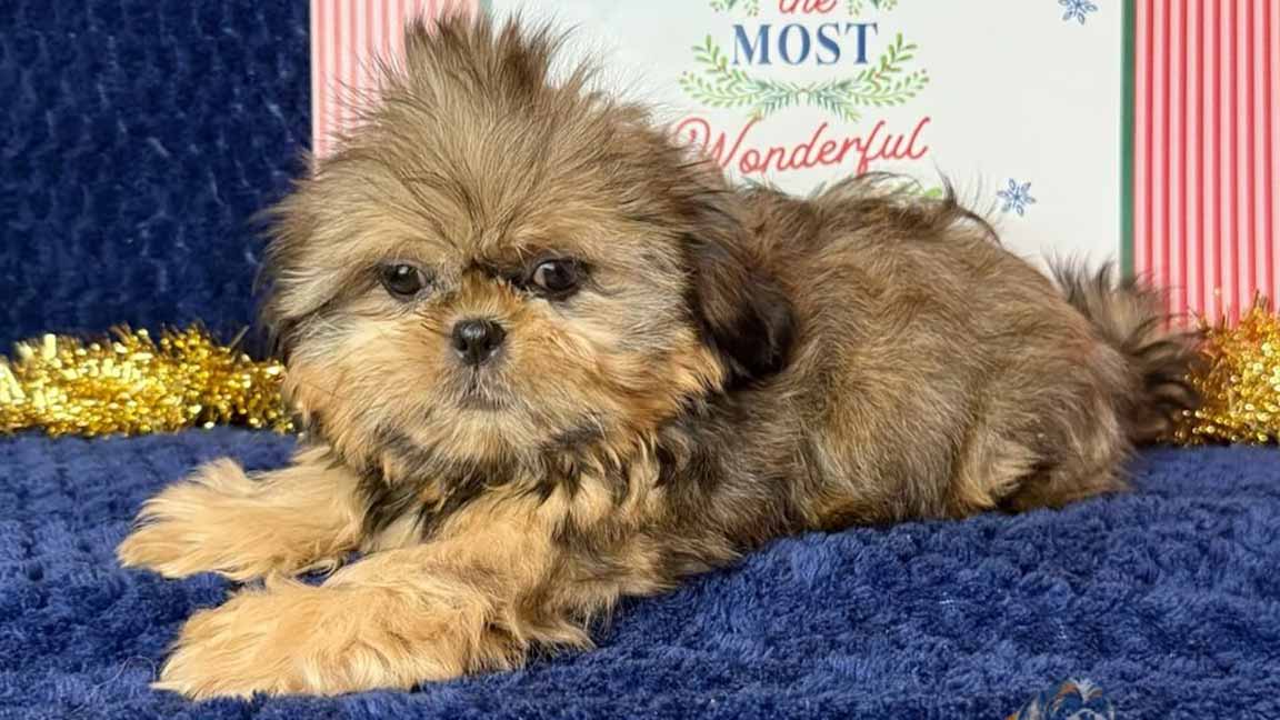 Fluffy shih Tzu puppy on a dark blue blanket