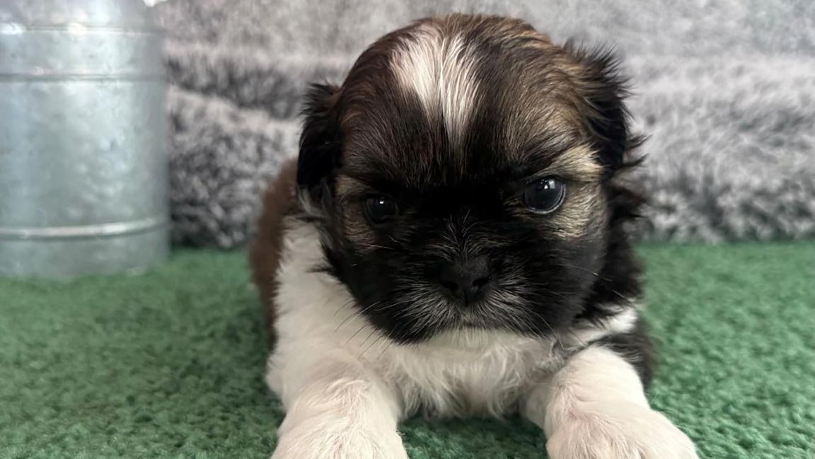 Shih Tzu puppy lying down in the grass