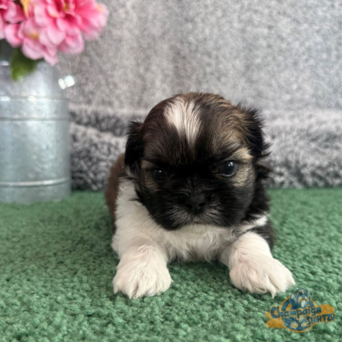 Shih Tzu Puppies - carver 1