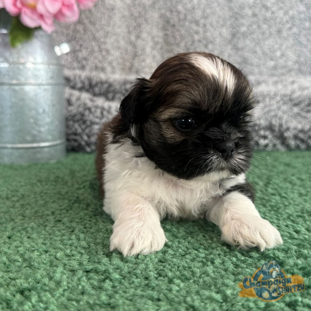Shih Tzu Puppies - carver 2