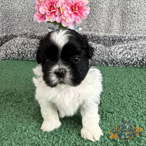 Shih Tzu Puppies - casey 1