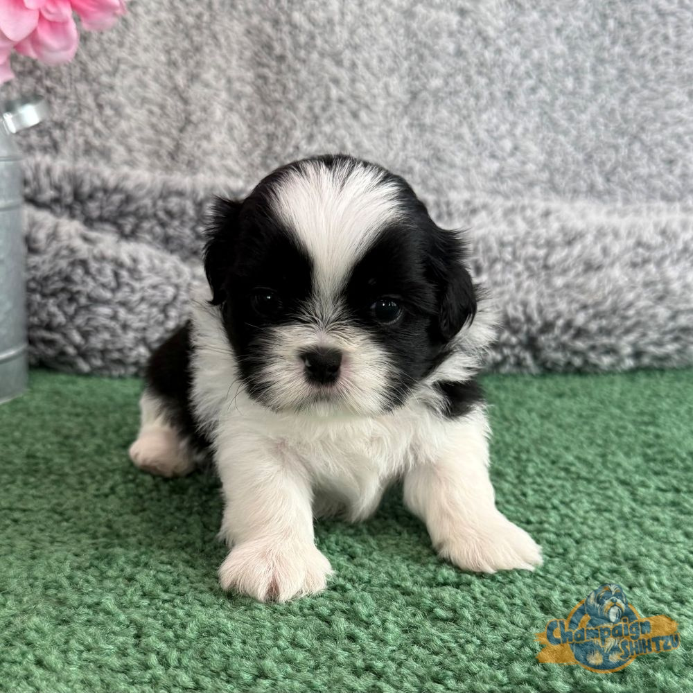 Shih Tzu Puppies - chandler 1