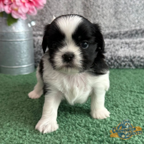 Shih Tzu Puppies - chloe 1