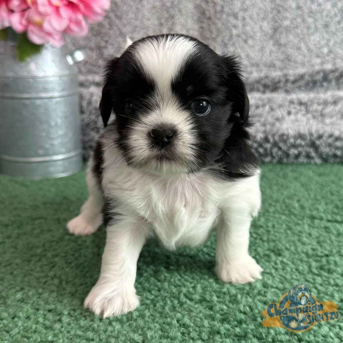 Shih Tzu Puppies - chloe 1