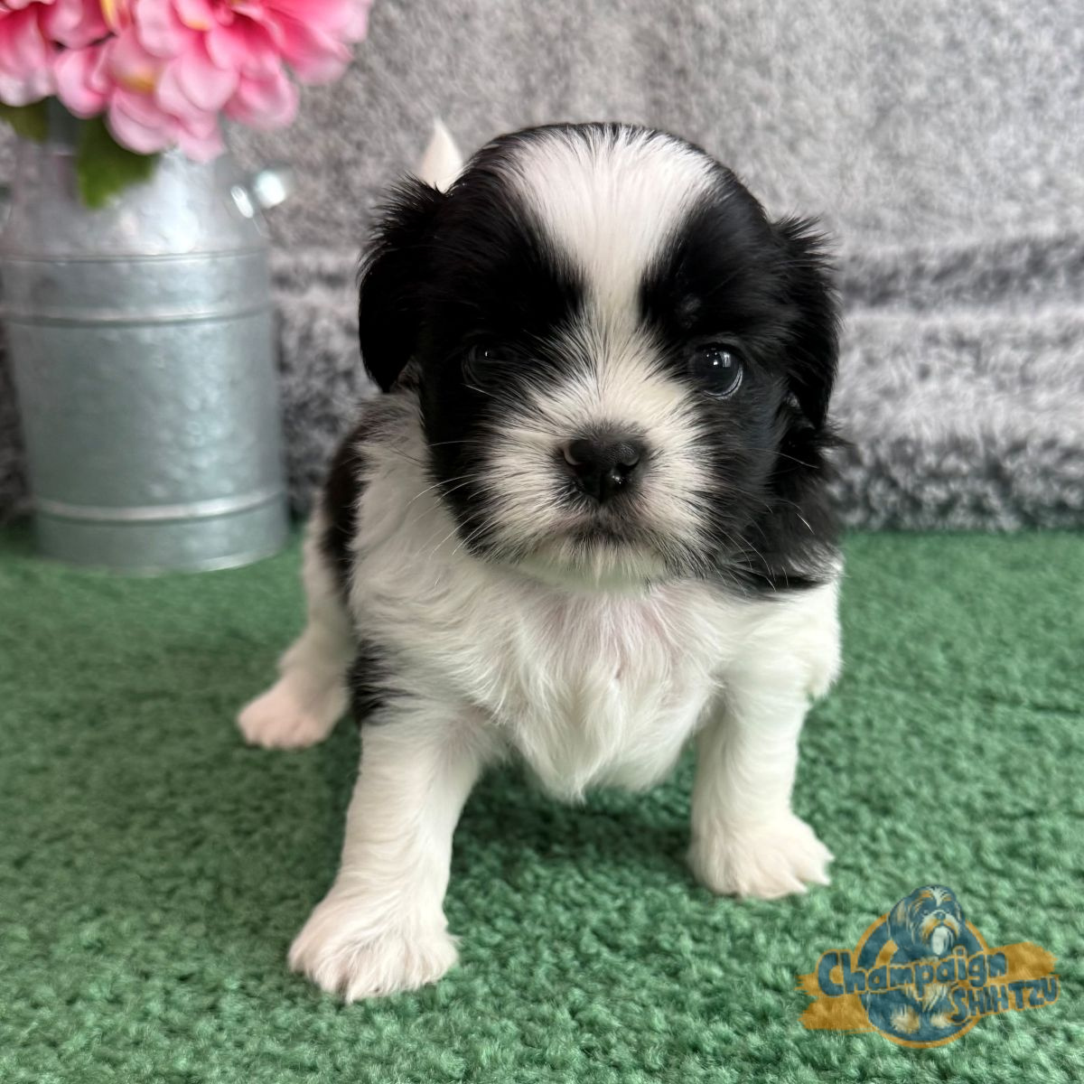 Shih Tzu Puppies - chloe 2