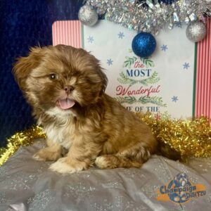 Shih Tzu puppy sitting in front of a Christmas decor