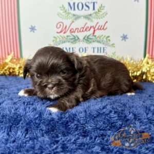 Brown and white puppy lying on a royal blue blanket