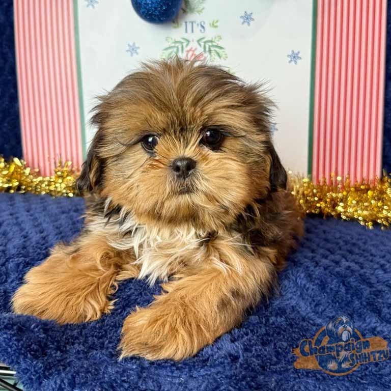 Shih Tzu puppy with long hair