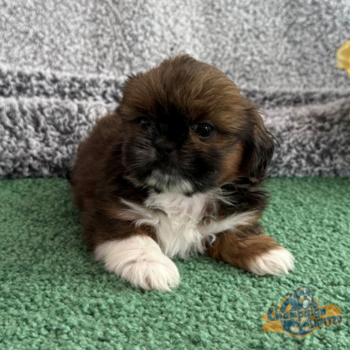 Shih Tzu Puppies - Sadie 1