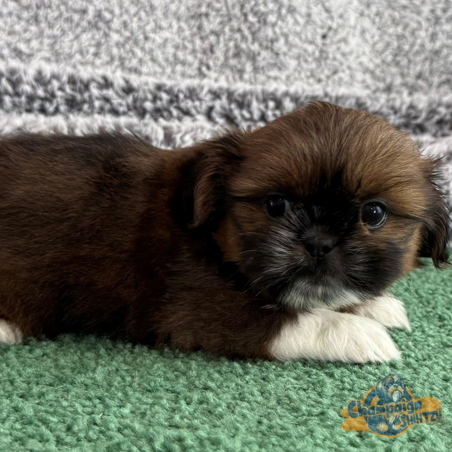 Sadie - Image 3