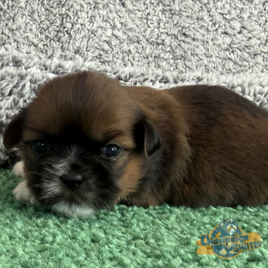 Shih Tzu Puppies - Sadie 3
