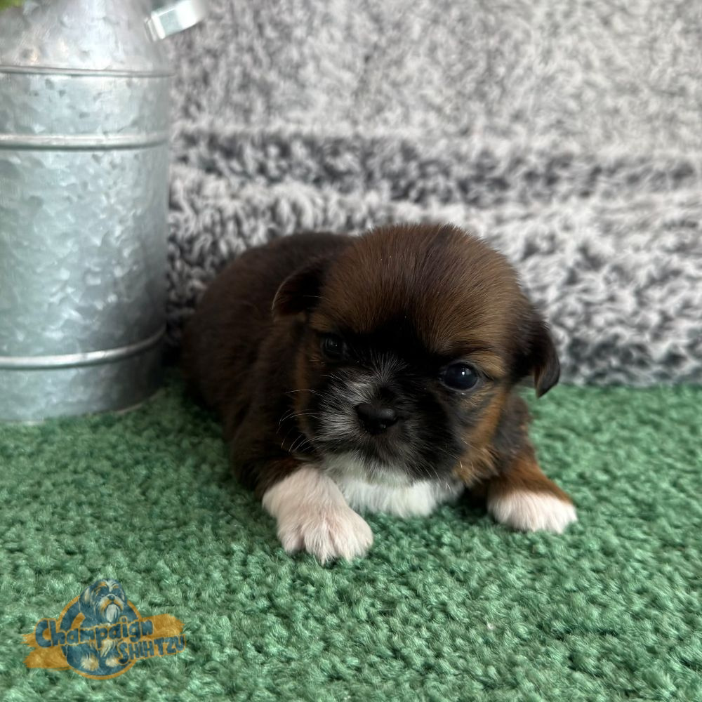Shih Tzu Puppies - Sadie