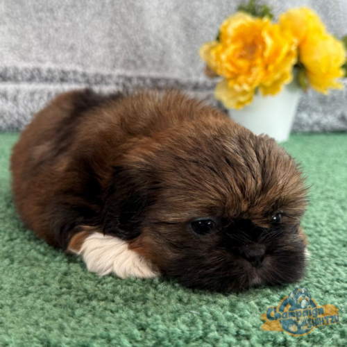 Shih Tzu Puppies - Sally 1