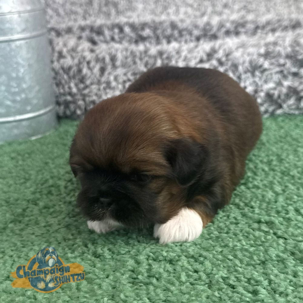 Shih Tzu Puppies - Sally 2