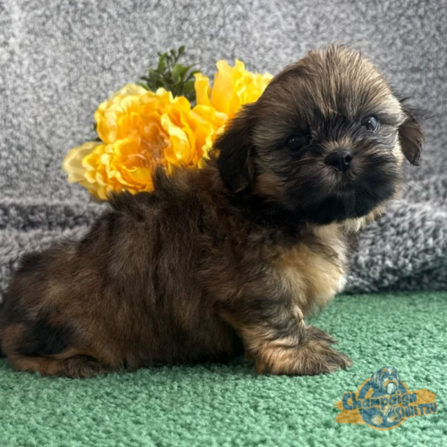 Shih Tzu Puppies - Silas 2 1