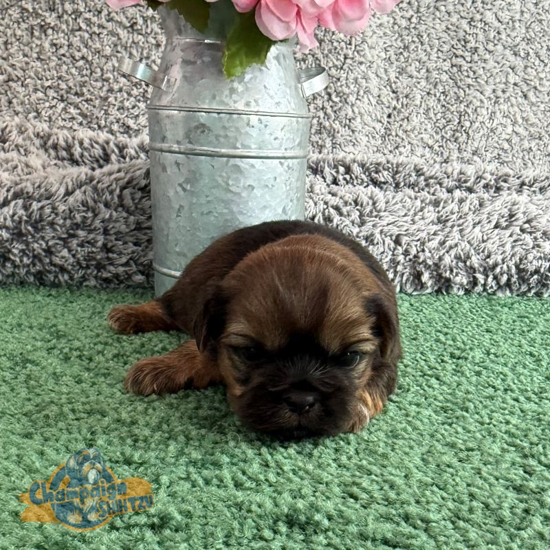 Shih Tzu Puppies - Silas 2