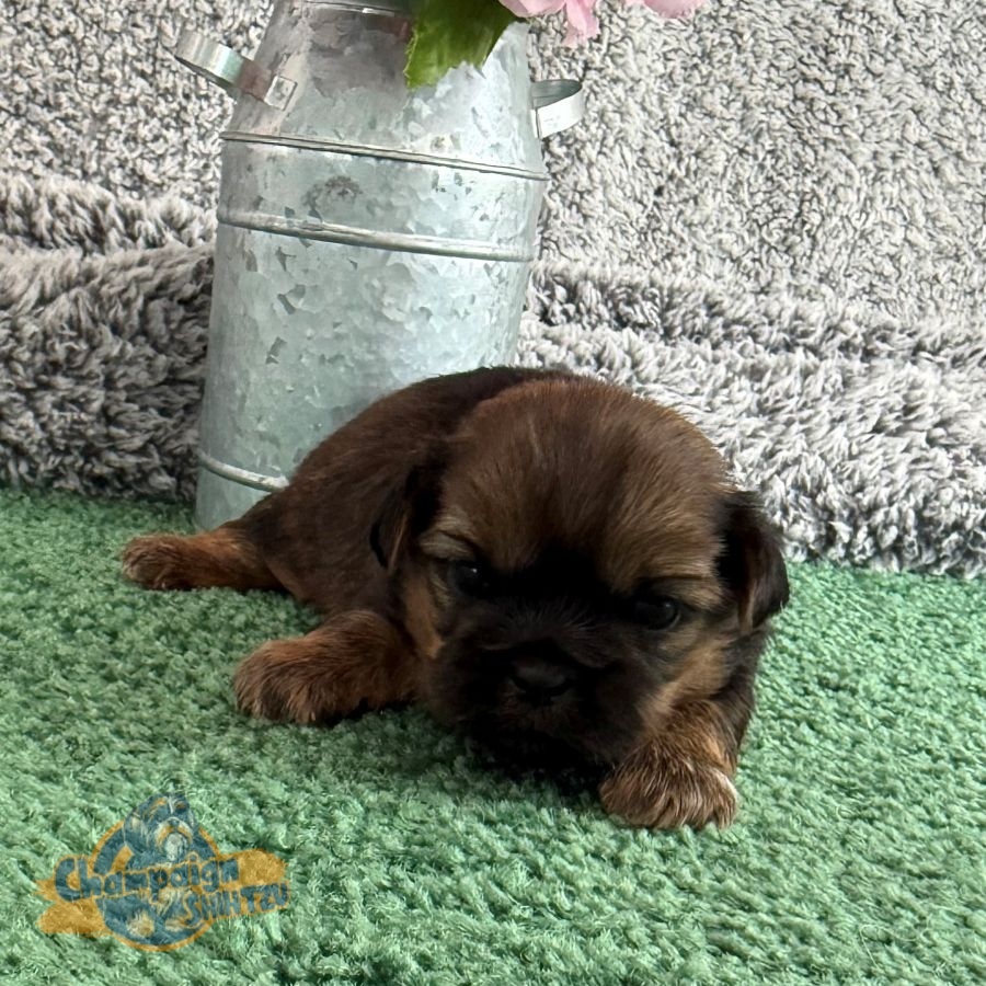 Shih Tzu Puppies - Silas